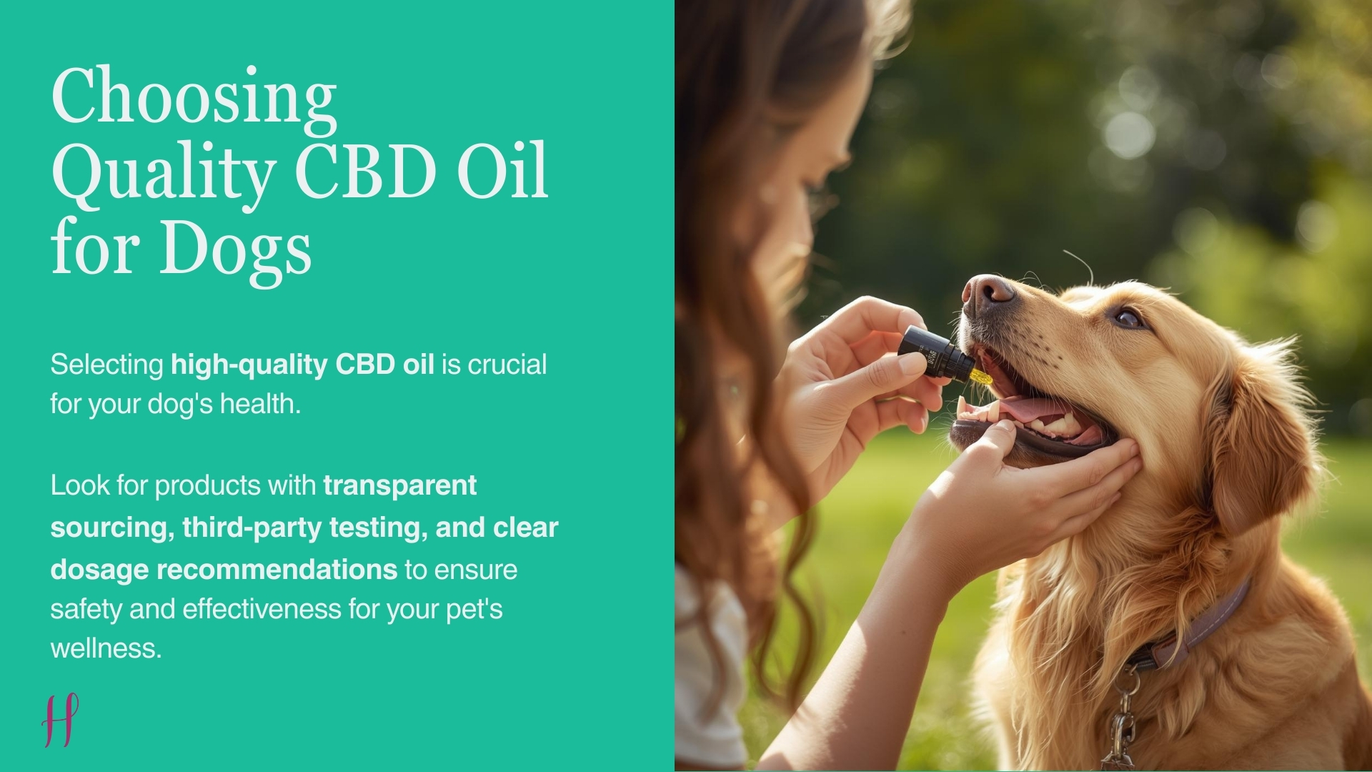 Choose Quality CBD Oil for Dogs